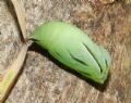 Coenonympha pamphilus